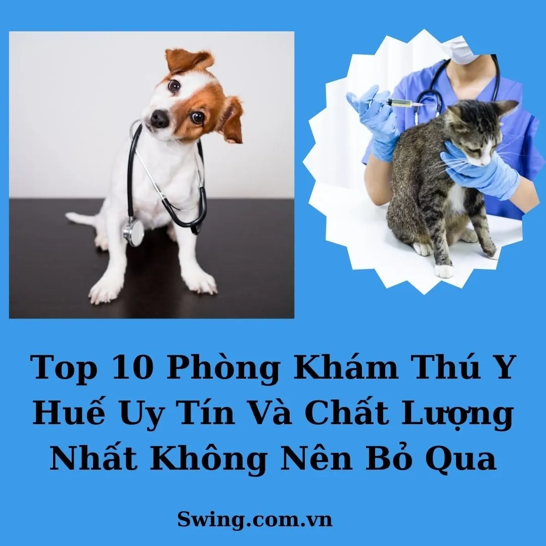 Top 10 Phòng Khám Thú Y Huế Uy Tín Và Chất Lượng Nhất Không Nên Bỏ Qua